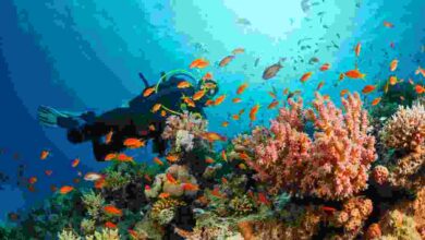 The Best Spots For Scuba Diving